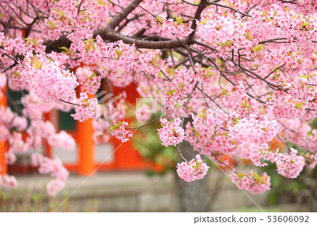 Sanjusangendo的Kawazu櫻花 53606092