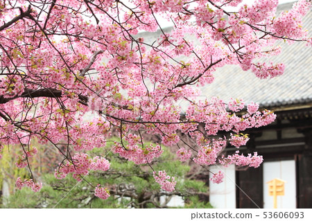 Sanjusangendo的Kawazu櫻花 53606093