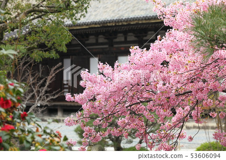 Sanjusangendo的Kawazu櫻花 53606094