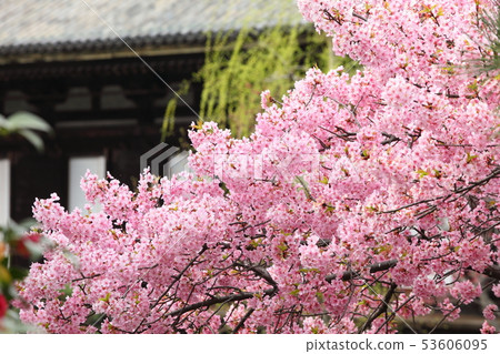 Sanjusangendo的Kawazu櫻花 53606095