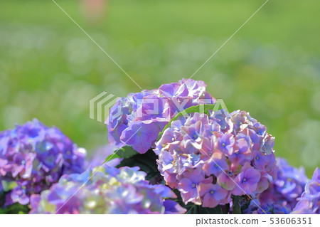 繡球花,開花,花 53606351