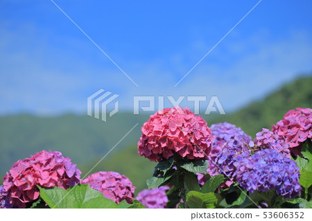 Hydrangea, blossom, flower 53606352
