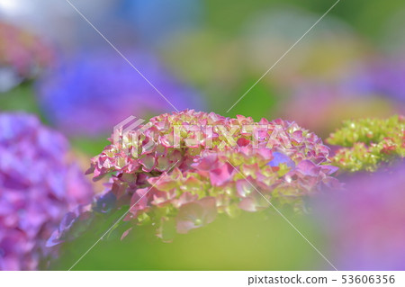 Hydrangea, blossom, flower 53606356