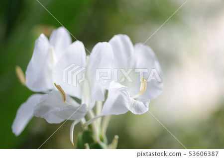 White ginger lily flower 53606387