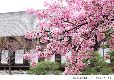 Sanjusangendo的Kawazu櫻花 53606431