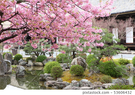 Sanjusangendo的Kawazu櫻花 53606432