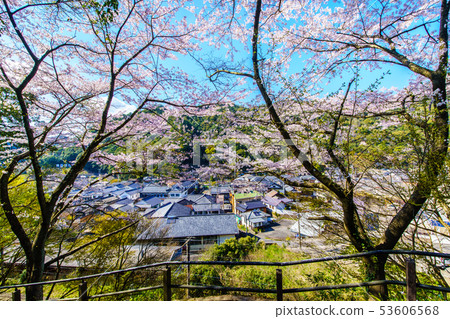 有田Tousan神社的櫻花[佐賀縣] 53606568