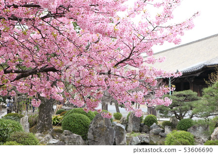 Sanjusangendo的Kawazu櫻花 53606690