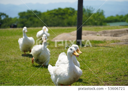 Duck, May, summer day, sunny, march, group, matrix 53606721