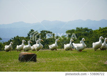 Duck, May, summer day, sunny, march, group, matrix 53606722