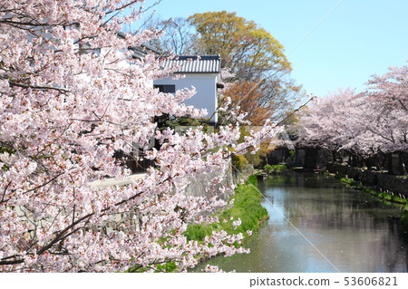 八幡的櫻花 八幡的櫻花 53606821