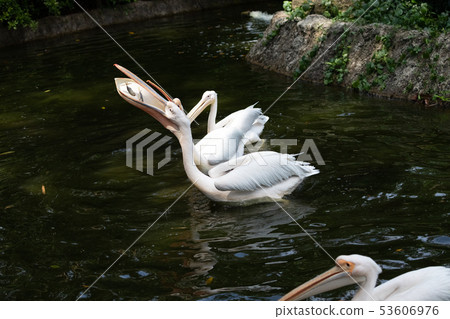Momoiro Pelicans Momoiro Pelicans 53606976
