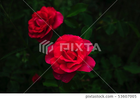 rose	 53607005