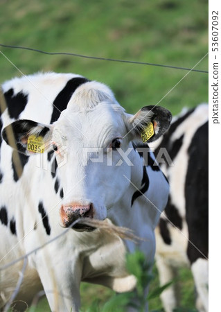 Cow · Holstein Cow · Holstein 53607092