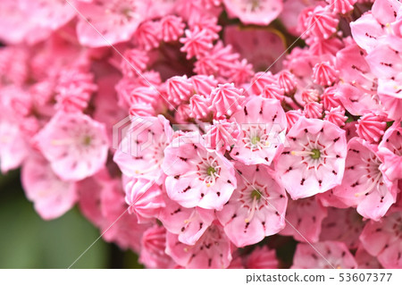 Karmia Karmia 53607377