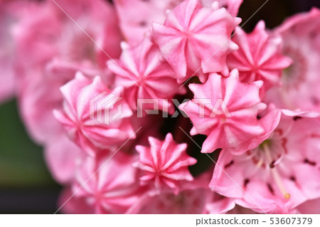 Bud of Kalmia 53607379