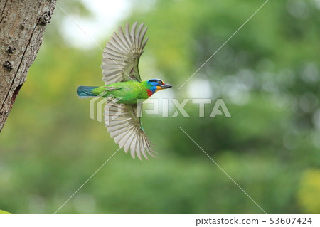 五色鳥,鳥,花和尚 53607424