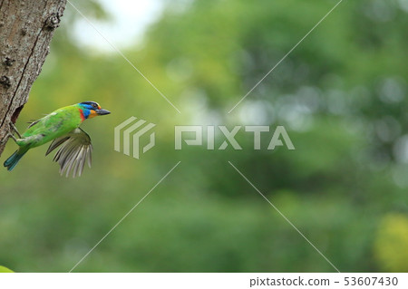 五色鳥,鳥,花和尚 五色鳥,鳥,花和尚 53607430