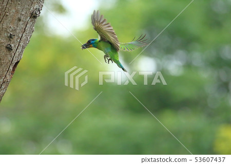 五色鳥,鳥,花和尚 53607437