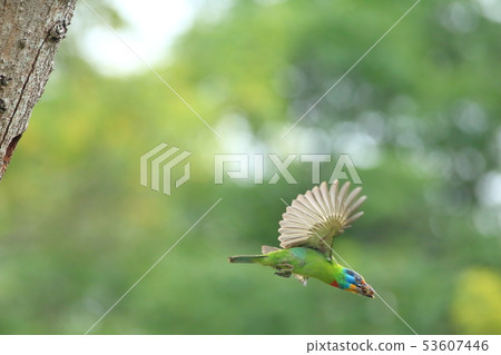 五色鳥,鳥,花和尚 53607446