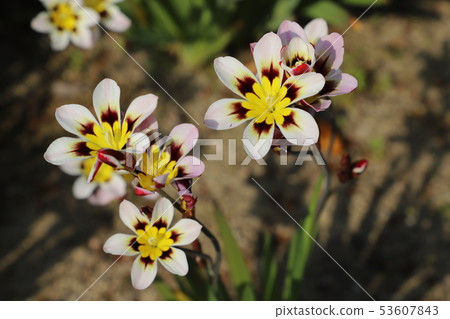 Flower blooming in the field Flower blooming in the field 53607843