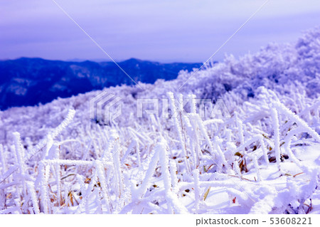 Moss forest of February Moss forest of February 53608221
