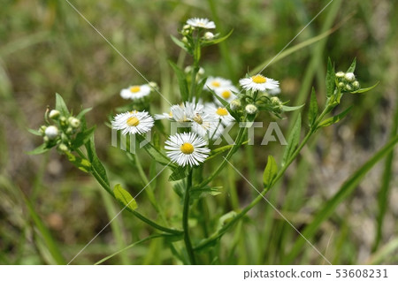 Himione的花 53608231