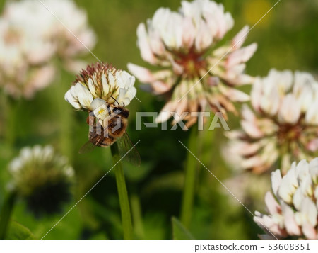 白三葉草和蜜蜂 白三葉草和蜜蜂 53608351