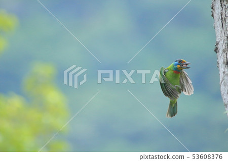 五色鳥,鳥,花和尚 五色鳥,鳥,花和尚 53608376