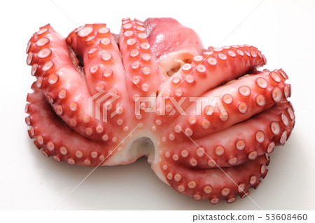Octopus (boiled octopus). Octopus (boiled octopus). 53608460
