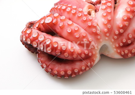 Octopus (boiled octopus). Octopus (boiled octopus). 53608461