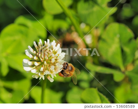 白三葉草和蜜蜂 53608589