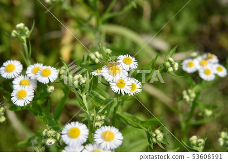 Himione的花 53608591