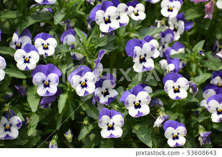 Pansy 53608643