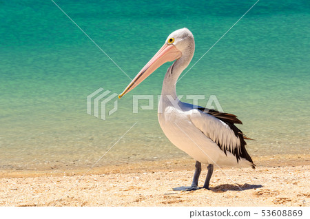 Australian pelican - Monkey Mia 53608869