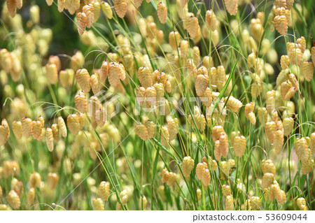 Cobanx(Oryza草) Cobanx(Oryza草) 53609044