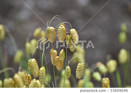 Cobanx（Oryza草） 53609046