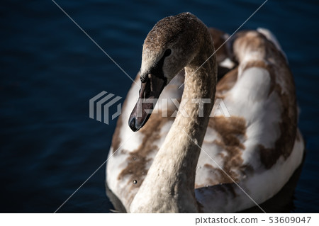 Close up young swan portrait grey nature spring Close up young swan portrait grey nature spring 53609047