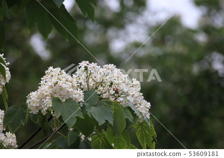Tung tree flower, tung tree flower season, May snow Tung tree flower, tung tree flower season, May snow 53609181
