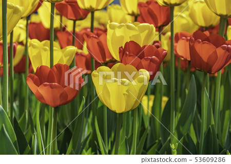 Flower Flower 53609286