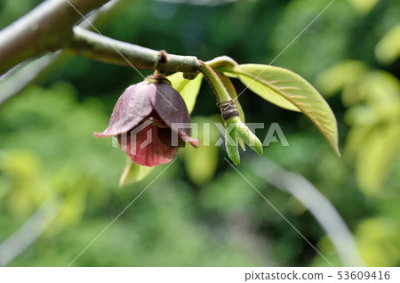 Popo flower and young fruit 53609416