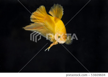 Fighting fish (Betta splendens) Fish with a 53609604