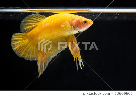 Fighting fish (Betta splendens) Fish with a Fighting fish (Betta splendens) Fish with a 53609605