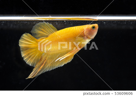 Fighting fish (Betta splendens) Fish with a Fighting fish (Betta splendens) Fish with a 53609606