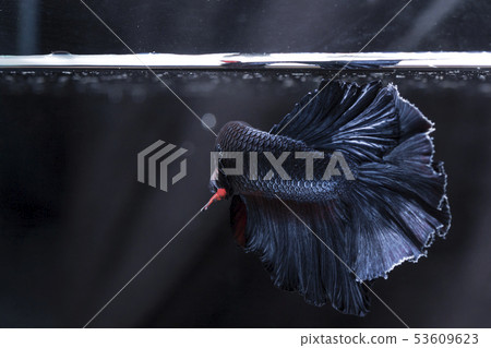 Fighting fish (Betta splendens) Fish with a Fighting fish (Betta splendens) Fish with a 53609623