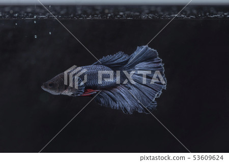 Fighting fish (Betta splendens) Fish with a Fighting fish (Betta splendens) Fish with a 53609624