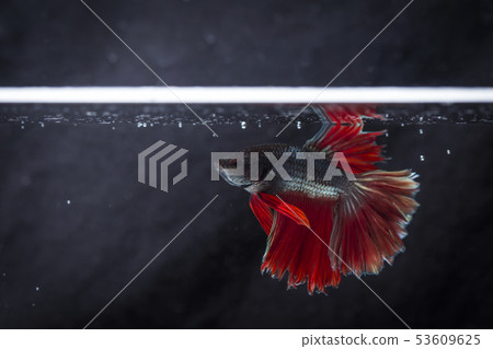 Fighting fish (Betta splendens) Fish with a Fighting fish (Betta splendens) Fish with a 53609625