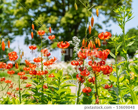 Martagon lily 53609848