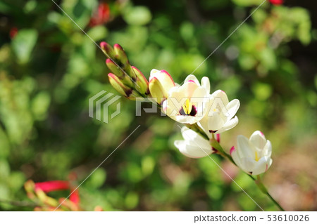 Ixia Ixia 53610026