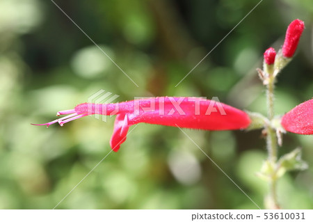 菠蘿鼠尾草 菠蘿鼠尾草 53610031